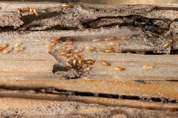Best Exterminator Services  in Choccolocco, AL